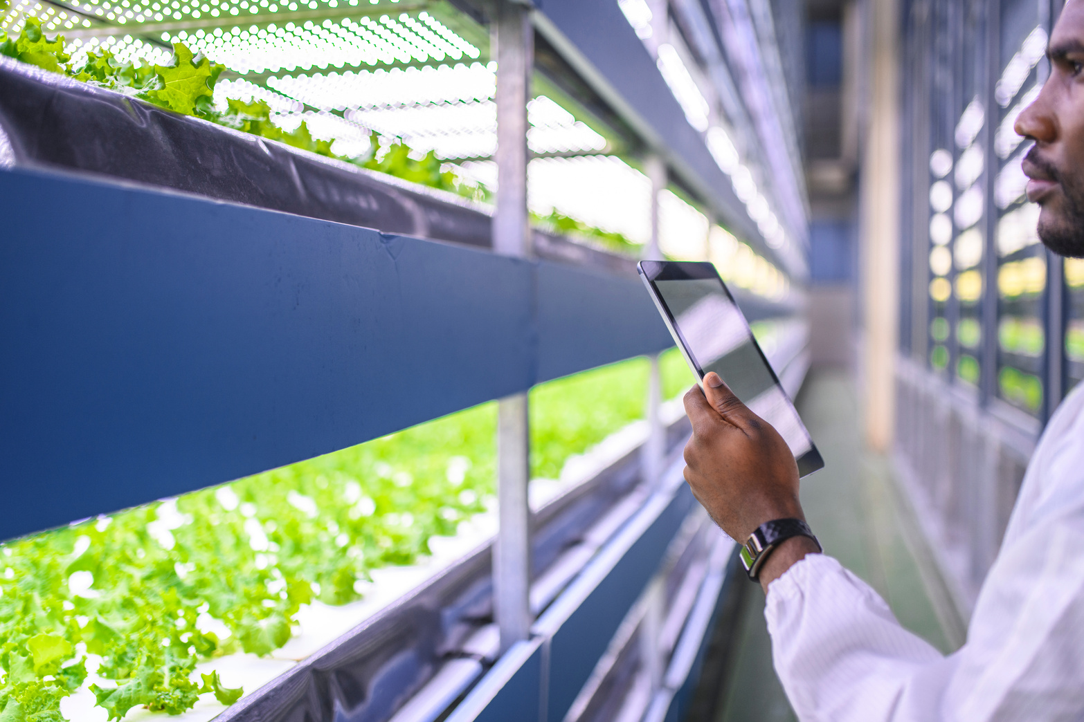 African Ag-Tech Specialist Monitoring Indoor Farm Crops